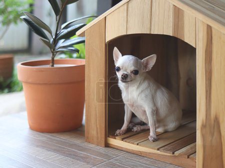 Foto de Retrato de pelo corto blanco Chihuahua perro sentado en casa de perro de madera en el balcón sonriendo y, mirando a la cámara. - Imagen libre de derechos