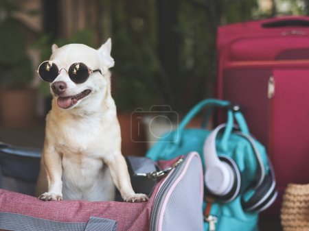 Porträt eines braunen Chihuahua-Hundes mit kurzen Haaren und Sonnenbrille, der in einer Tragetasche mit Reiseaccessoires steht und bereit für die Reise ist. Sicher reisen mit Tieren.