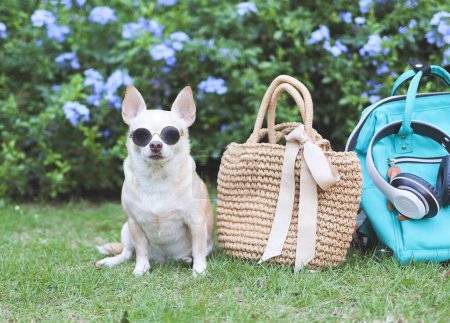 Téléchargez les photos : Portrait de chien chihuahua brun portant des lunettes de soleil assis avec sac à dos et sac à paille, écouteurs dans le jardin avec des fleurs violettes. voyager avec un concept animal. - en image libre de droit