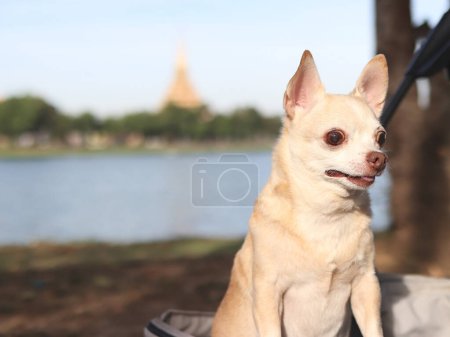 Portrait de Chihuahua cheveux courts marron heureux debout dans la poussette pour animaux de compagnie dans le parc avec Temple et fond de lac. Vous regardez curieusement.