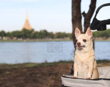Portrait de Chihuahua cheveux courts marron heureux debout dans la poussette pour animaux de compagnie dans le parc avec Temple et fond de lac. Vous regardez curieusement.
