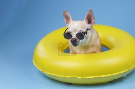 Front view  of   brown short hair chihuahua dog wearing sunglasses, sitting  in yellow swimming ring, looking at camera, isolated on blue background.
