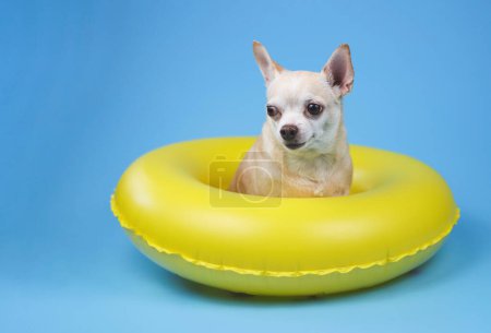 Portrait  of a cute brown short hair chihuahua dog  sitting in yellow  swimming ring, isolated on blue background.