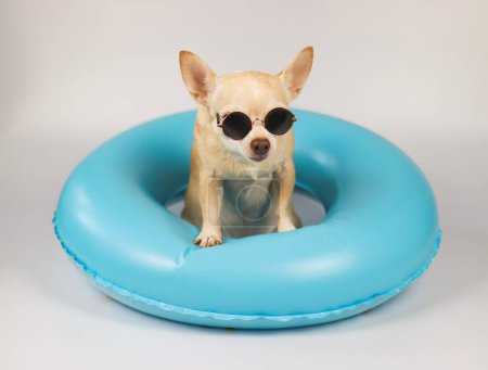 Portrait  of a cute brown short hair chihuahua dog wearing sunglasses sitting  in blue swimming ring, isolated on white background.