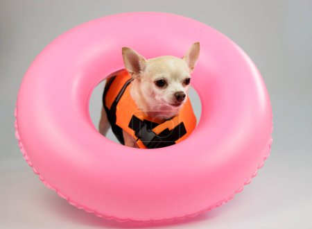 Téléchargez les photos : Portrait d'un chien chihuahua brun mignon aux cheveux courts portant un gilet de sauvetage orange ou un gilet de sauvetage debout en anneau de natation rose, isolé sur fond blanc. - en image libre de droit