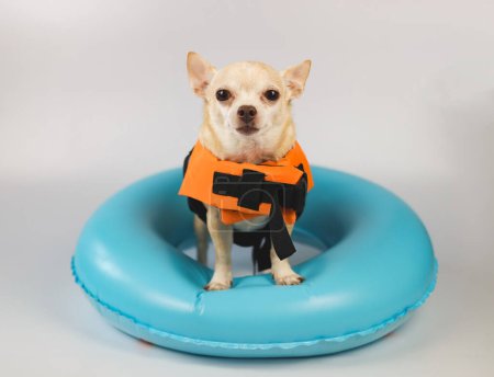 Téléchargez les photos : Portrait d'un chien chihuahua brun mignon aux cheveux courts portant un gilet de sauvetage orange ou un gilet de sauvetage debout dans un anneau de natation bleu, isolé sur fond blanc. - en image libre de droit