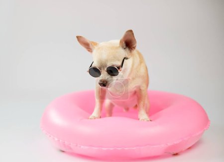 Portrait  of a cute brown short hair chihuahua dog wearing sunglasses standing in pink  swimming ring, isolated on white background.