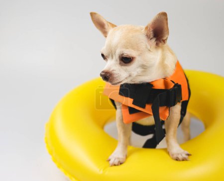 Téléchargez les photos : Close up image  of a cute brown short hair chihuahua dog wearing orange life jacket or life vest standing in yellow  swimming ring, isolated on white background. - en image libre de droit