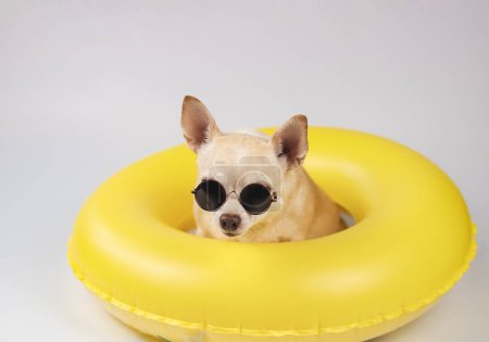 Portrait of  brown short hair chihuahua dog wearing sunglasses, sitting  in yellow swimming ring, isolated on white background, looking at camera.