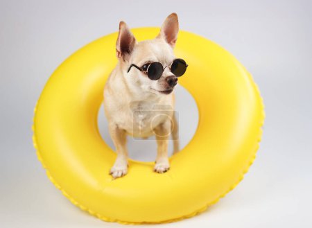 Close up image of a  brown short hair chihuahua dog wearing sunglasses, standing in yellow swimming ring isolated  on white  background, looking sideway at camera.