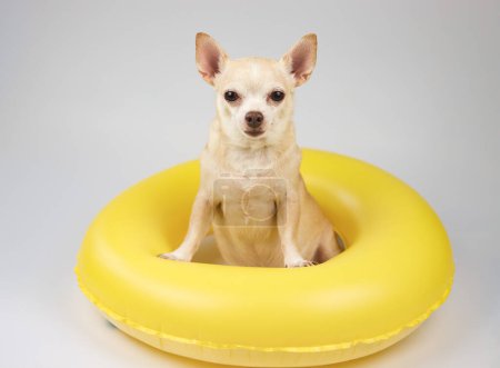 Portrait  of a cute brown short hair chihuahua dog  sitting  in yellow  swimming ring, looking at camera, isolated on white background.