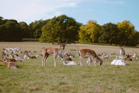 A herd of deer in Richmond Park, London.