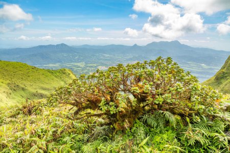 Foto de Monte Pelee verde volcán colina panorama con árbol tropical en primer plano, Martinica, Indias Occidentales, departamento francés de ultramar - Imagen libre de derechos