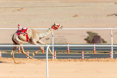 Photo for Camel racing for the king's cup, Al Ula, Saudi Arabia - Royalty Free Image