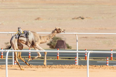 Photo for Camel racing for the king's cup, Al Ula, Saudi Arabia - Royalty Free Image