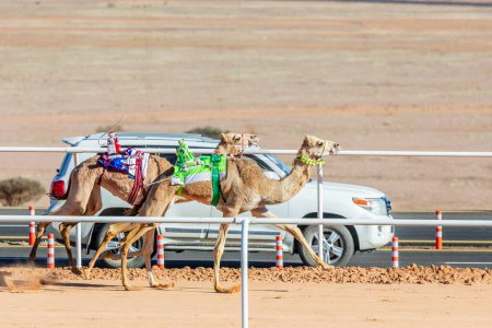 Photo for Racing camels competing for the king's cup, with supporting car in the background, Al Ula, Saudi Arabia - Royalty Free Image