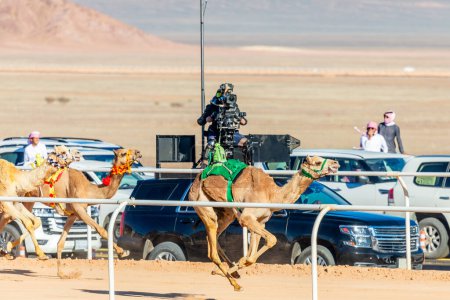 Photo for Racing camels competing for the king's cup and and supporting cars in the background, Al Ula, Saudi Arabia - Royalty Free Image