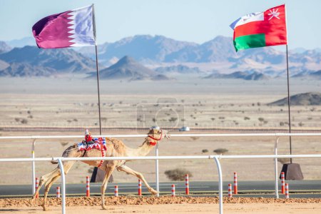Photo for Camel racing for the king's cup with Oman and Qatar flag in the background, Al Ula, Saudi Arabia - Royalty Free Image