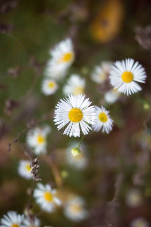 Photo for Chamomile field. Beautiful chamomile flowers close up. Folk medicine with wildflowers. - Royalty Free Image