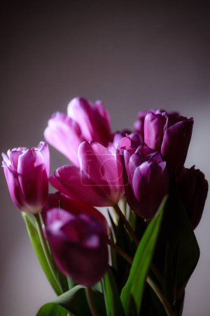 Photo for Natural bouquet of spring tulips. Purple tulips on a plain gray background. Valentine's day, mother's day, tenderness day, birthday concept. Soft selective focus. Spring scene. Greeting card. - Royalty Free Image