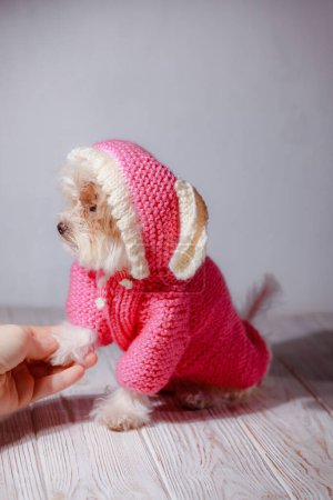 Téléchargez les photos : Portrait studio de chiot maltais blanc adorable. Portrait d'un petit chien. Petit chiot de caniche jouetésur un fond en bois clair. Chien mignon et bon ami. Mon ami Maltipu pose. - en image libre de droit