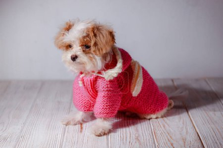 Photo for Studio portrait of white maltese adorable puppy. Portrait of a small dog. Cute pink sweater with a hood for a puppy. Dog clothes concept. Knitted clothes for animals. My friend maltipu poses. - Royalty Free Image