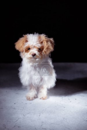 Photo for Studio portrait of white maltese adorable puppy. Portrait of a small dog. Small puppy of toypoodle breedon a light wooden background. Cute dog and good friend. Pet grooming concept. - Royalty Free Image