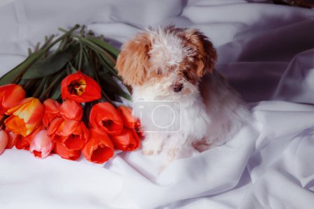 Photo for Natural bouquet of spring tulips. Red tulips on a smart white background. Valentine's day, mother's day, tenderness day, birthday concept. Small puppy of toypoodle breedon a light wooden background. - Royalty Free Image