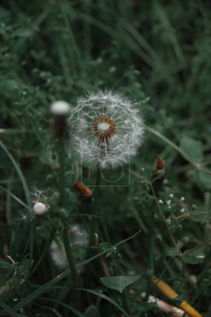 Photo for Dandelion white flowers in green grass. Realistic high quality photo. Dandelion seeds close up. Medicinal field plants. Ethnoscience. Selective focus. Soft evening light. - Royalty Free Image