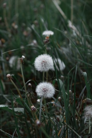 Photo for Dandelion white flowers in green grass. Realistic high quality photo. Dandelion seeds close up. Medicinal field plants. Ethnoscience. Selective focus. Soft evening light. - Royalty Free Image