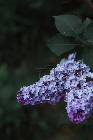 Photo for Bright branch of lilac on a green background. High quality photo, selective focus. Bouquet of purple flowers. - Royalty Free Image
