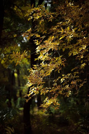 Photo for Autumn forest landscape. Yellowed leaves on trees in a national park. Orange and green shades of deep autumn. Calm and windless sunny weather. Beautiful botanical shot, natural wallpaper. - Royalty Free Image