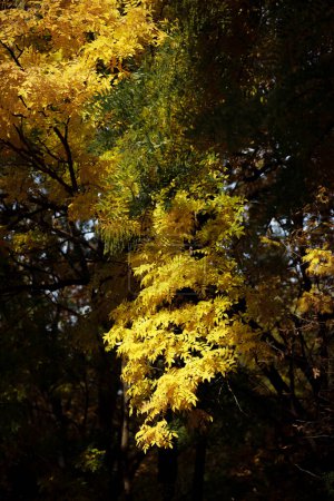 Photo for Autumn forest landscape. Yellowed leaves on trees in a national park. Orange and green shades of deep autumn. Calm and windless sunny weather. Beautiful botanical shot, natural wallpaper. - Royalty Free Image