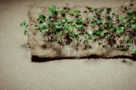 Téléchargez les photos : Microgreens germant à la maison sur le rebord de la fenêtre. Radis miniature pour salades et décoration de plats. Modification génétique des plantes. - en image libre de droit