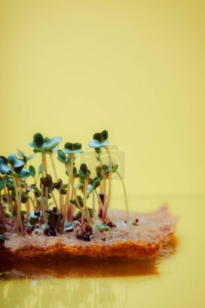 Téléchargez les photos : Microgreens germant à la maison sur le rebord de la fenêtre. Radis miniature pour salades et décoration de plats. Modification génétique des plantes. - en image libre de droit