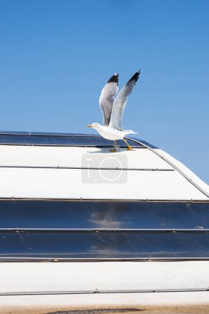 Photo for A gull poised to take flight from a horizontally striped roof under a vast azure sky, offering ample copy space. Perfect for book or magazine covers with its clean, limited color palette. - Royalty Free Image