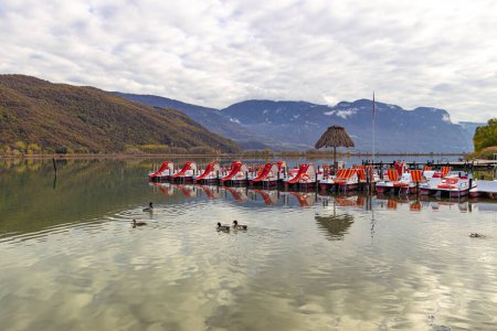 Foto de Kaltern, Tirol del Sur, Italia 14 de noviembre de 2022 Mallards masculinos y femeninos (Anas platyrhynchos) vistos en otoño en el lago Caldaro, un lago de baño natural con alquiler de barcas a pedales - Imagen libre de derechos