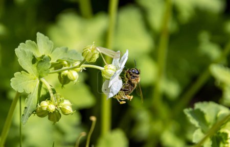 Photo for Macro of a bee on a Bigroot Geranium macrorrhizum blossom. - Royalty Free Image