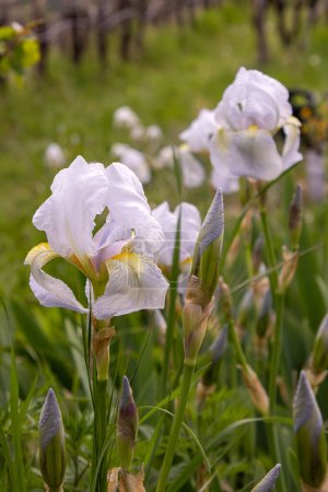 Foto de White Iris germanica var. florentina - iris florentino floreciendo en primavera. - Imagen libre de derechos