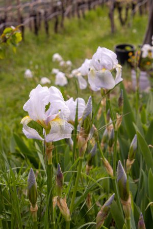 Foto de White Iris germanica var. florentina - iris florentino floreciendo en primavera. - Imagen libre de derechos