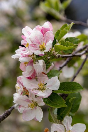 retrato borroso suave del manzano en flor en primavera en el Tirol del Sur Italia. 