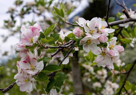 Weiches verschwommenes Porträt eines blühenden Apfelbaums im Frühling in Südtirol Italien. 