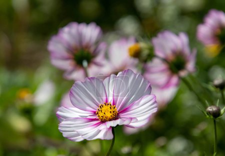 white and pink cosmos blossoms save the bees pesticide free environmental protection concept. 