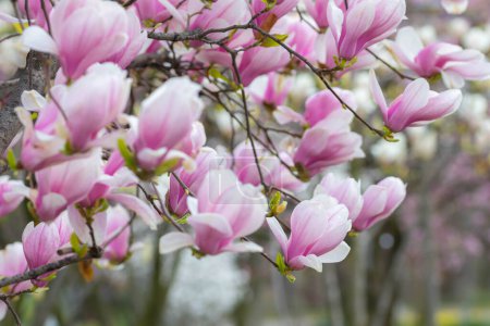 Frühlingsmagnolienblüten - Magnolia X soulangeana mit verschwommenem Bokeh-Hintergrund. 