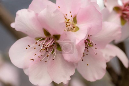 soft bright portrait of almond prunus dulcis blossoms on a branch in spring at Meran, South Tyrol, Italy with blurred bokeh background. 