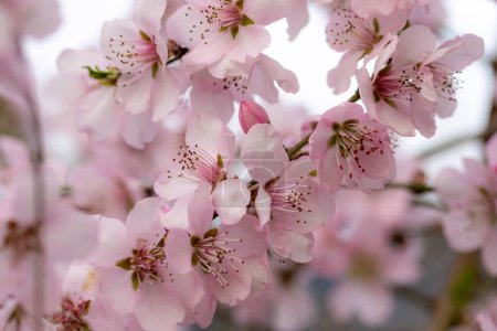 Téléchargez les photos : Doux portrait lumineux d'amande prunus dulcis fleurit sur une branche au printemps à Meran, Tyrol du Sud, Italie avec fond bokeh flou. - en image libre de droit