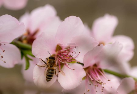 Bee on almond prunus dulcis blossoms on a branch in spring with blurred background. 