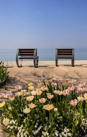 Tulips blooming in spring at lakeside Promenade near harbour of Bardolino, Lake Garda, Italy. 