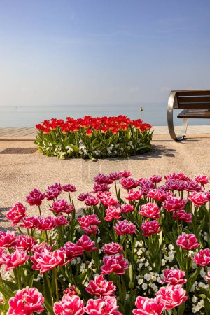 Tulipanes floreciendo en primavera en el paseo del lago cerca del puerto de Bardolino, Lago de Garda, Italia. 