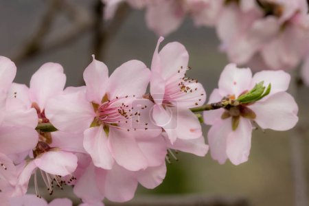 Téléchargez les photos : Doux portrait lumineux d'amande prunus dulcis fleurit sur une branche au printemps à Meran, Tyrol du Sud, Italie avec fond bokeh flou. - en image libre de droit
